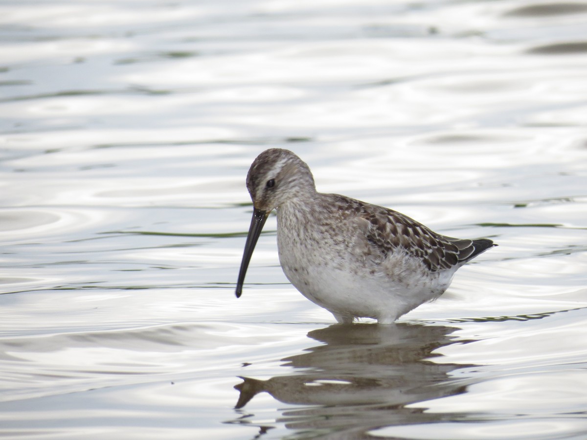 Stilt Sandpiper - ML68746101