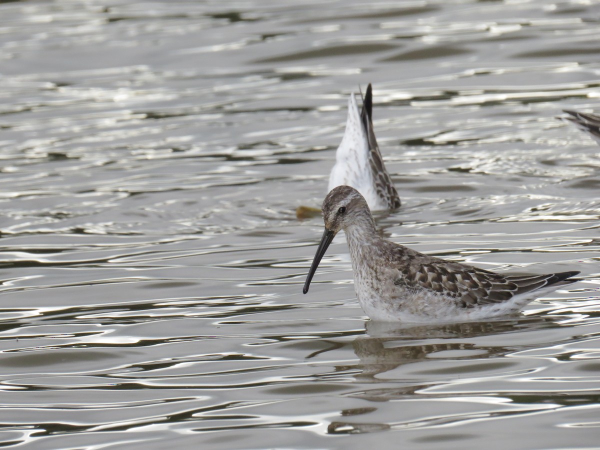 Stilt Sandpiper - ML68746111