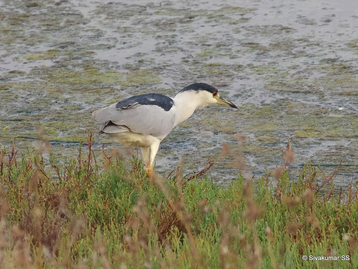 Black-crowned Night Heron - ML68746691