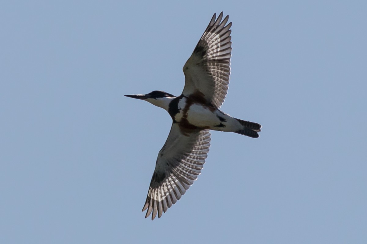 Belted Kingfisher - ML68746991