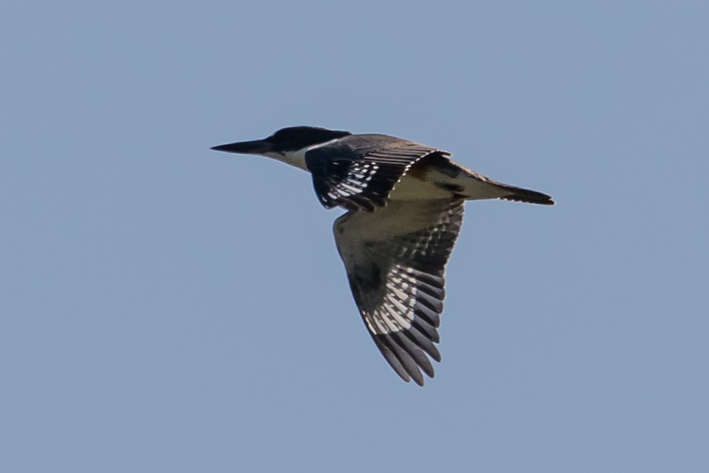 Belted Kingfisher - ML68747001