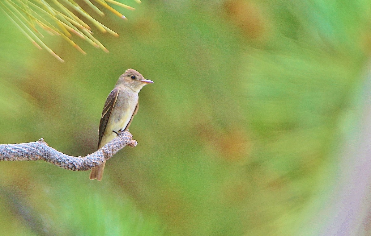 Western Wood-Pewee - Glenn Anderson