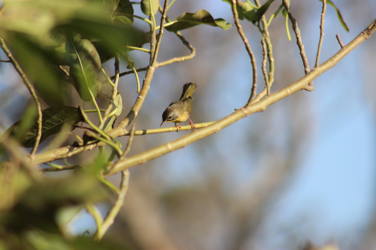 Common Yellowthroat - ML68748151