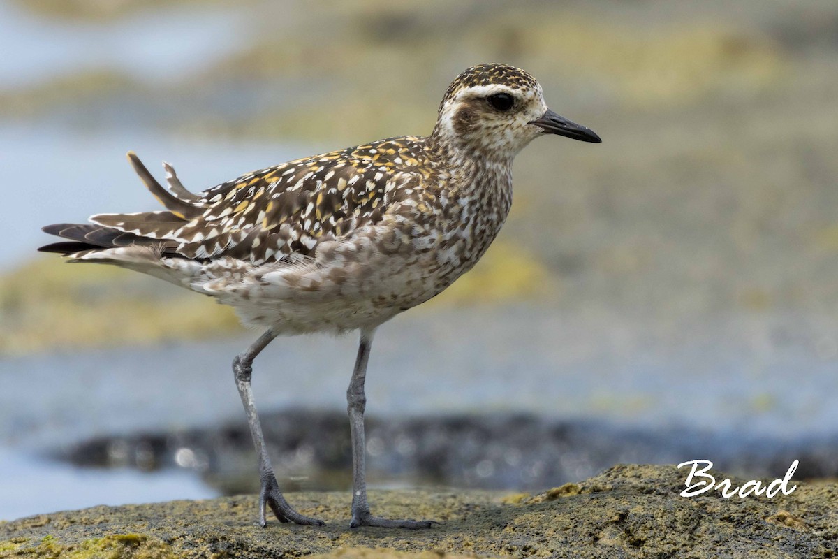 Pacific Golden-Plover - ML68749201