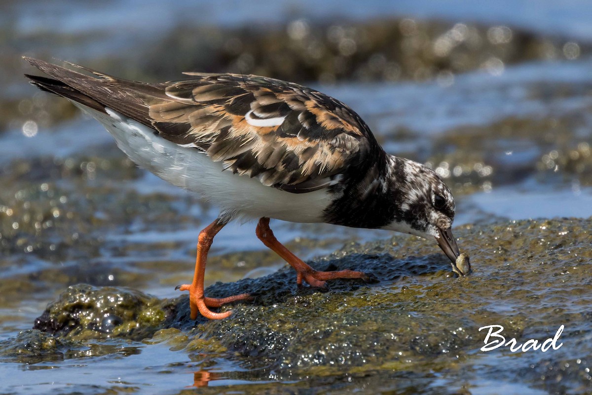 Ruddy Turnstone - ML68749221