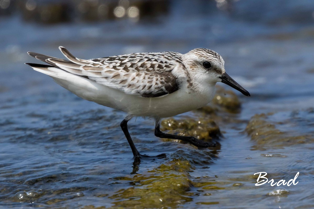 Sanderling - Brad Argue