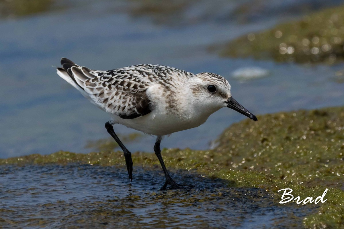 Sanderling - ML68749281