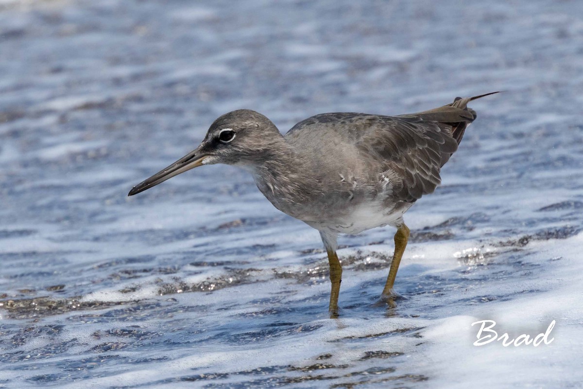 Wandering Tattler - ML68749301