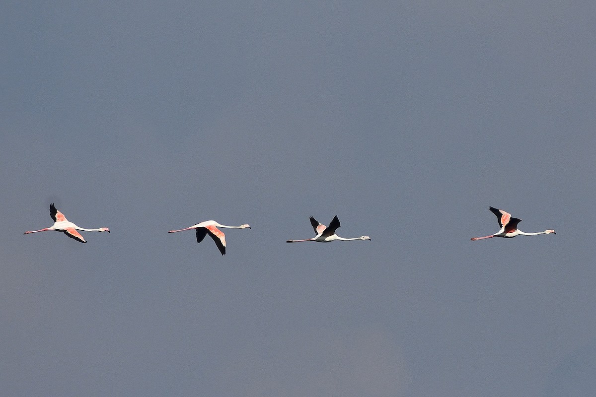 Greater Flamingo - Polly Kalamassery