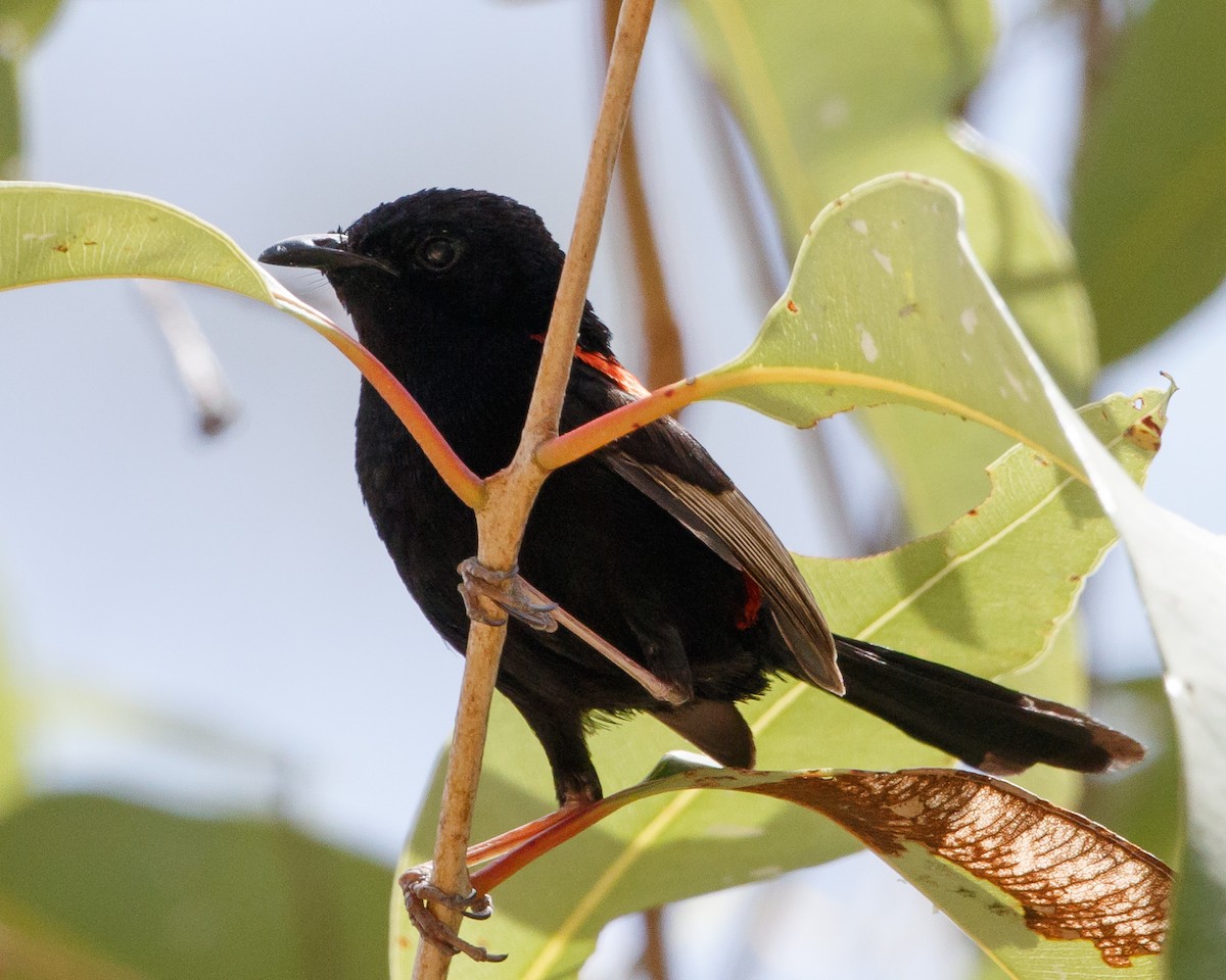 Red-backed Fairywren - ML68750401