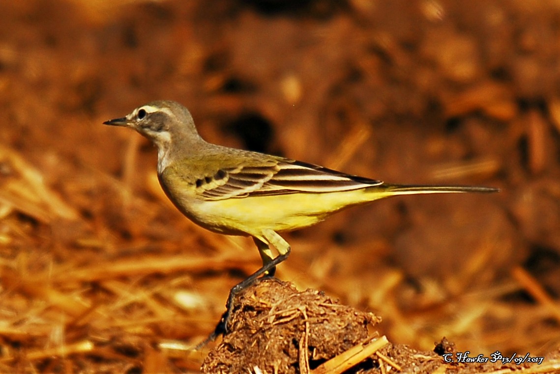 Western Yellow Wagtail - ML68751391