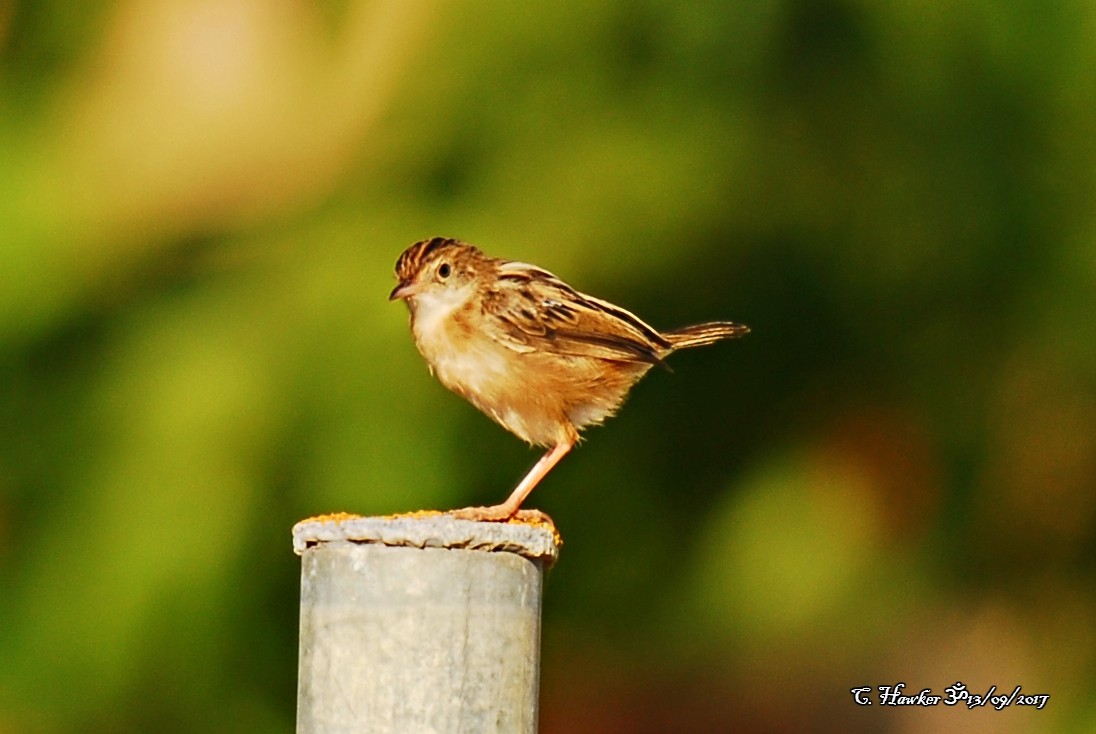 Zitting Cisticola - ML68751411