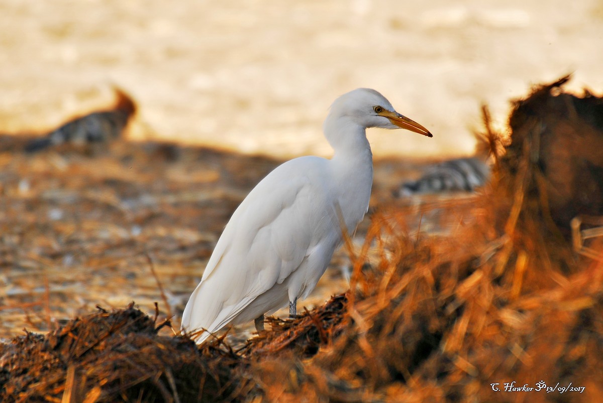 Чапля єгипетська (підвид ibis) - ML68751441