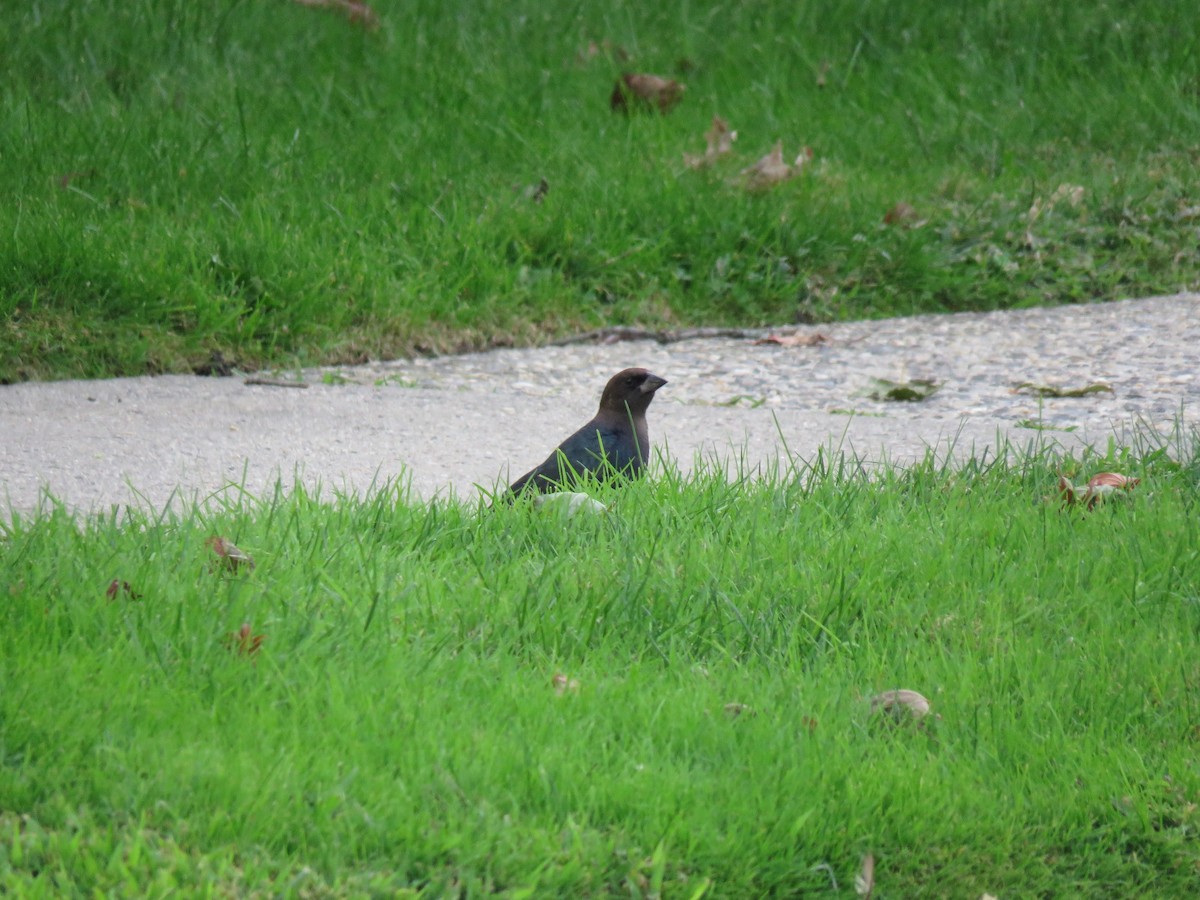 Brown-headed Cowbird - ML68751741