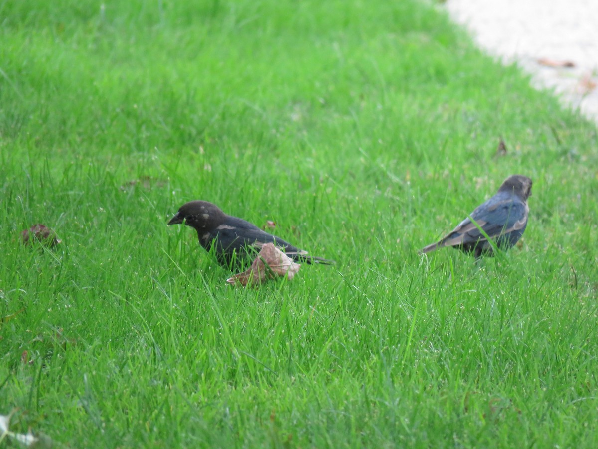 Brown-headed Cowbird - ML68751751