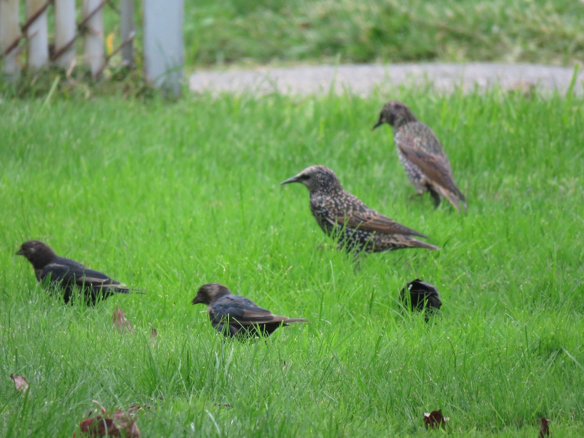 Brown-headed Cowbird - ML68751761