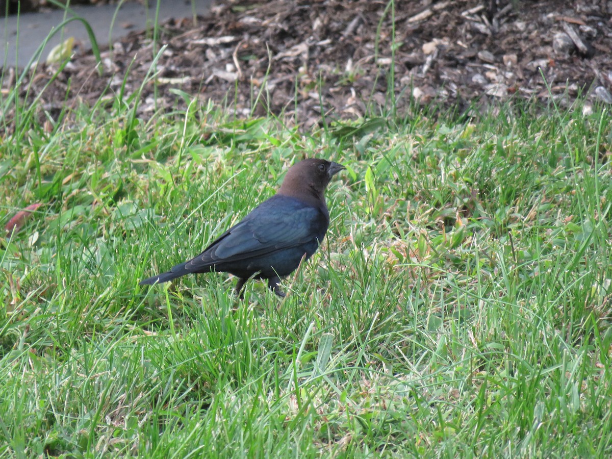 Brown-headed Cowbird - ML68751841