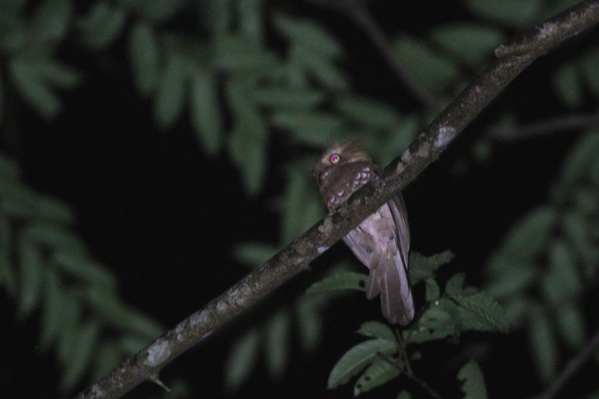 Blyth's Frogmouth - ML68752151