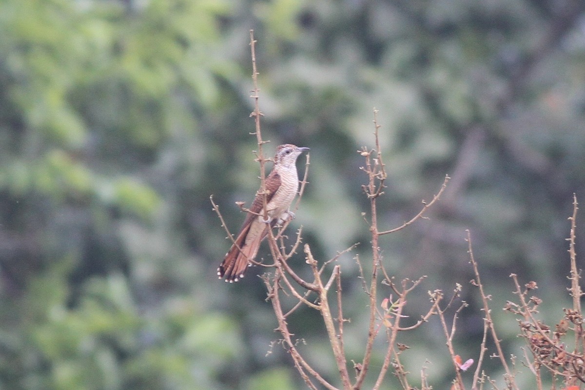 Banded Bay Cuckoo - ML68752681