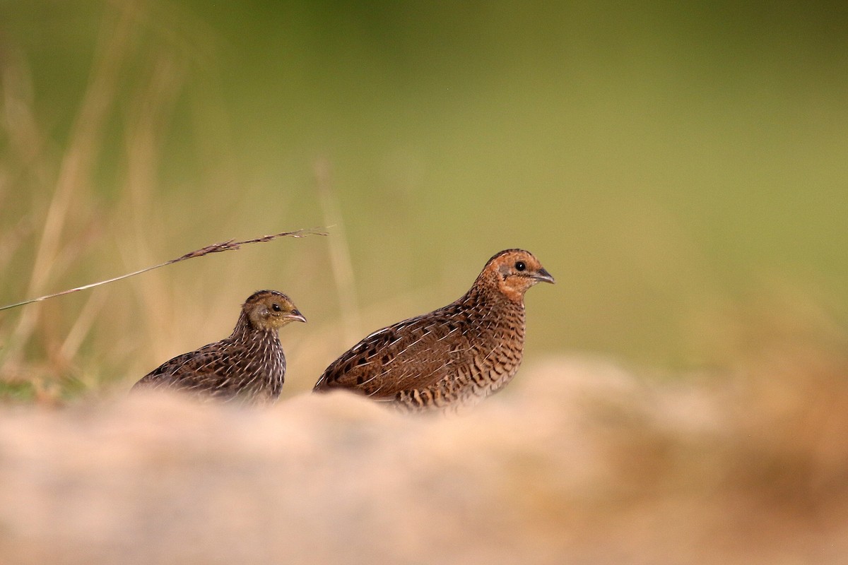 Blue-breasted Quail - ML68753971