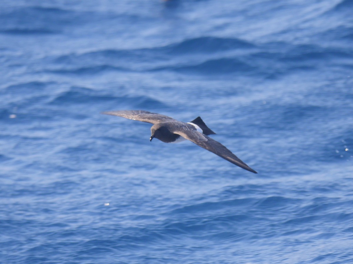 Océanite à ventre blanc - ML68754491