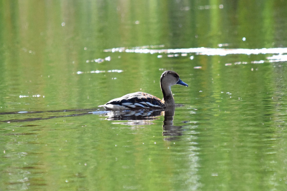 Wandering Whistling-Duck - ML68755171