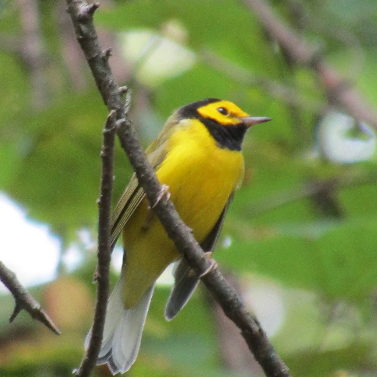 Hooded Warbler - Kim Springer