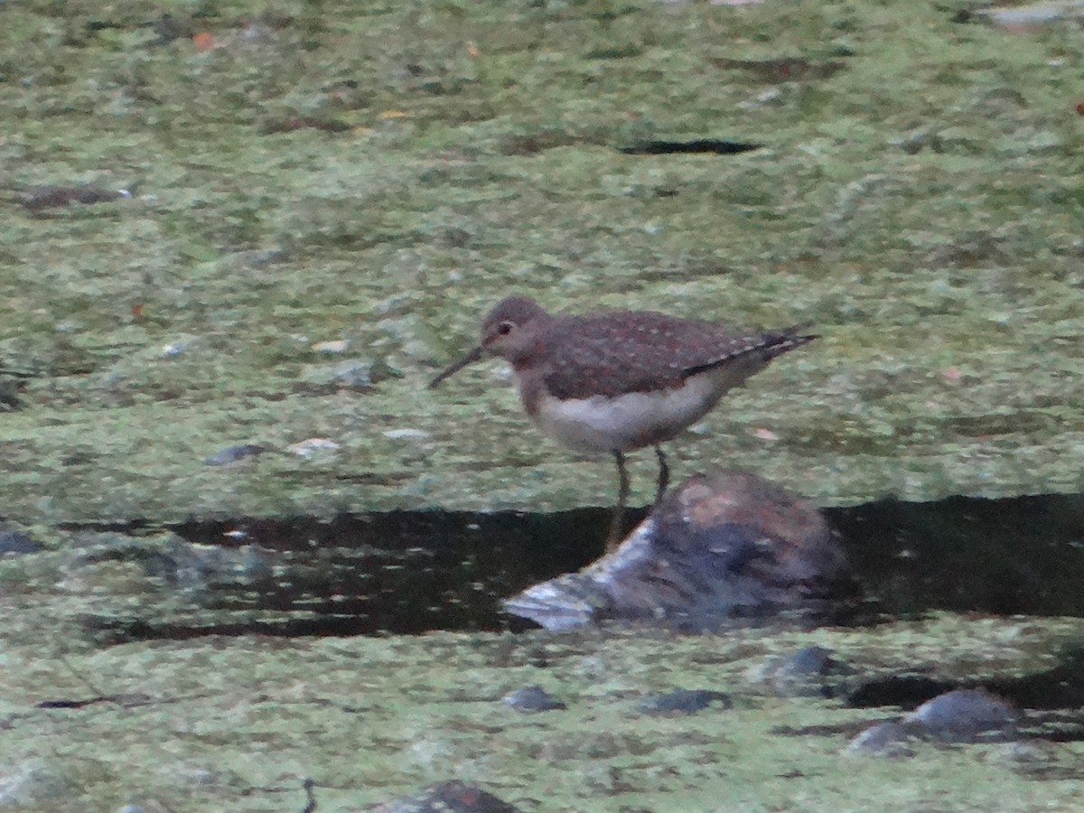 Solitary Sandpiper - ML68758641