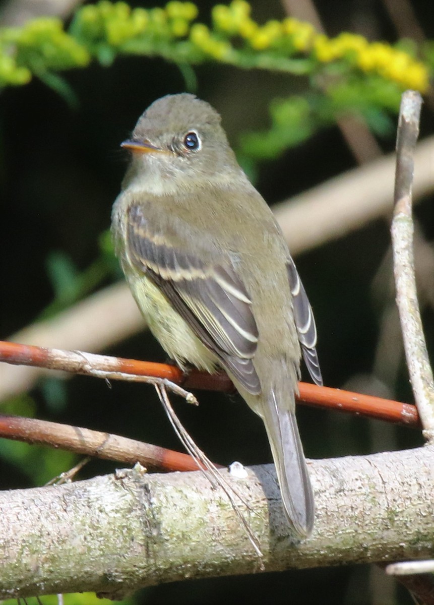 Least Flycatcher - ML68759501