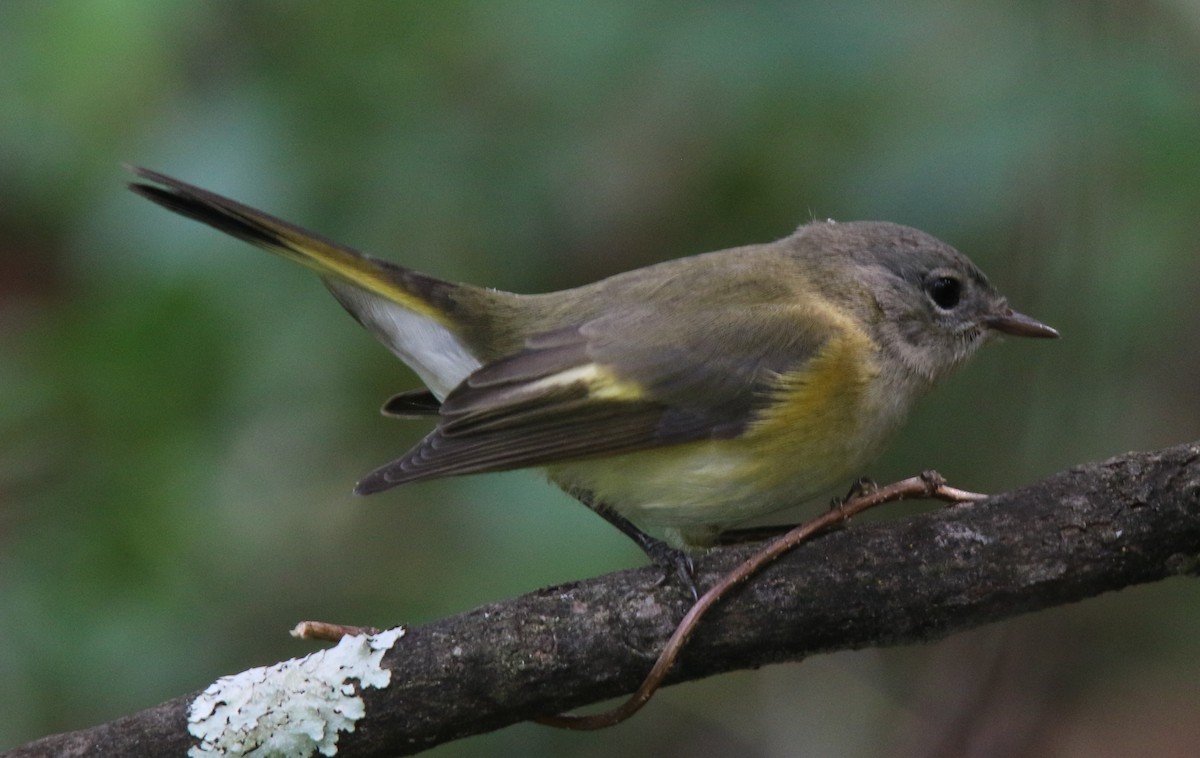 American Redstart - ML68759561