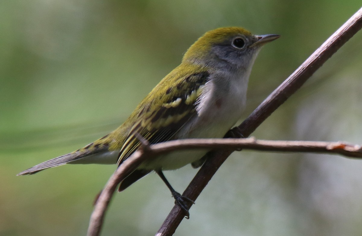 Chestnut-sided Warbler - ML68759591