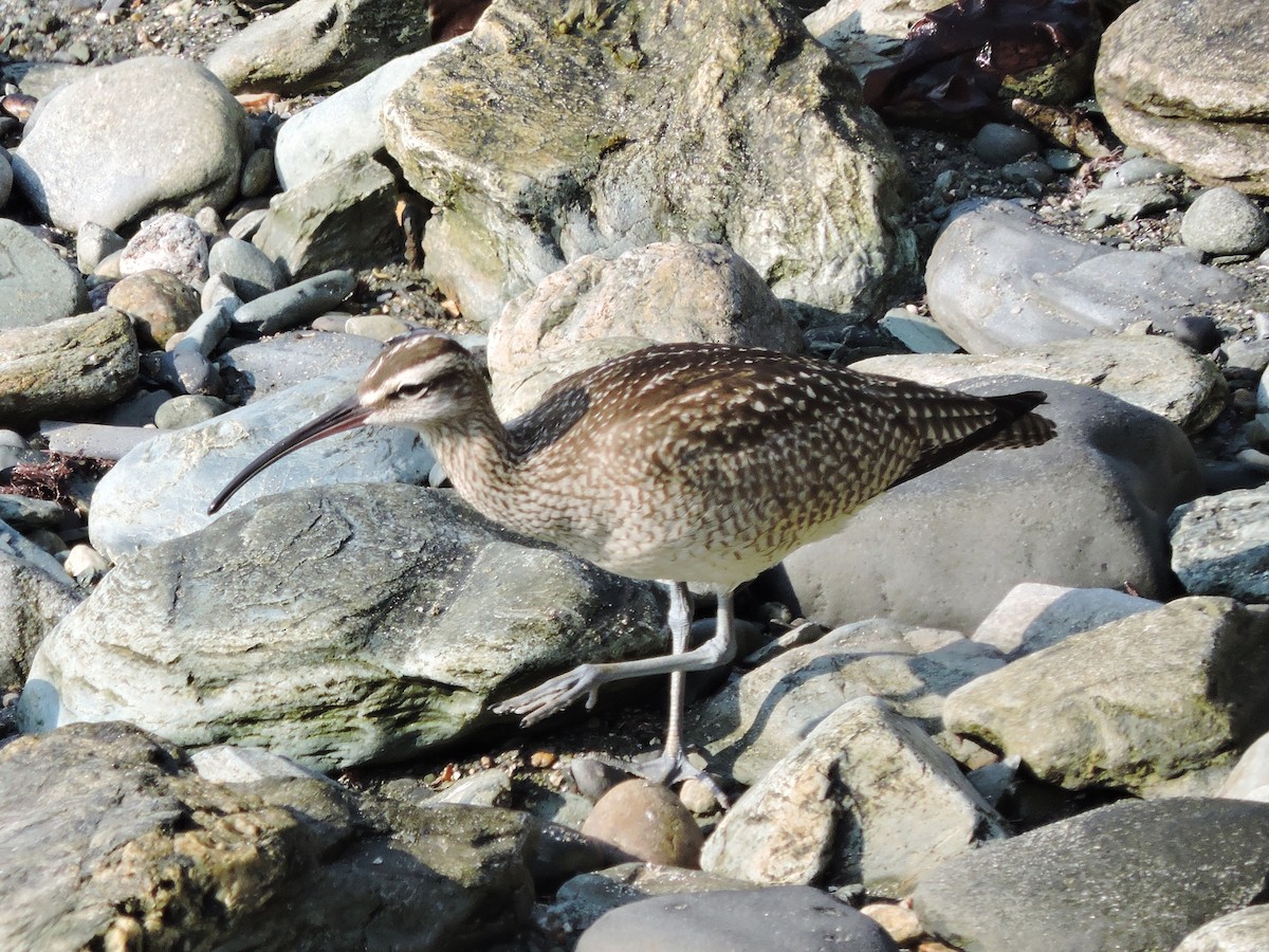 Regenbrachvogel - ML68760111