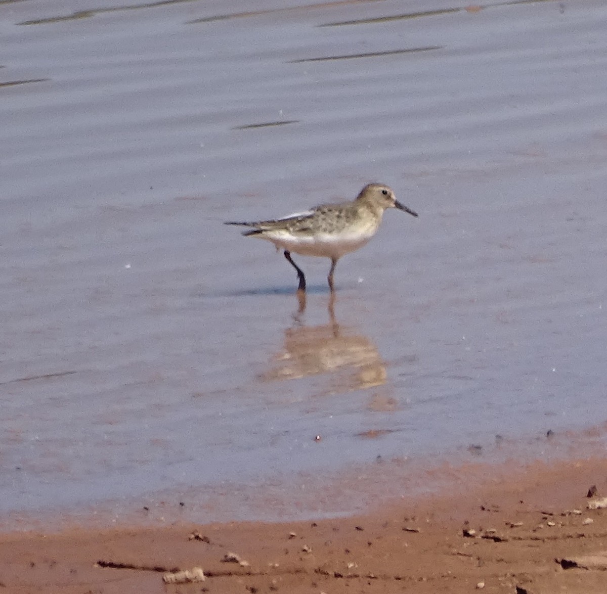 Baird's Sandpiper - ML68762171