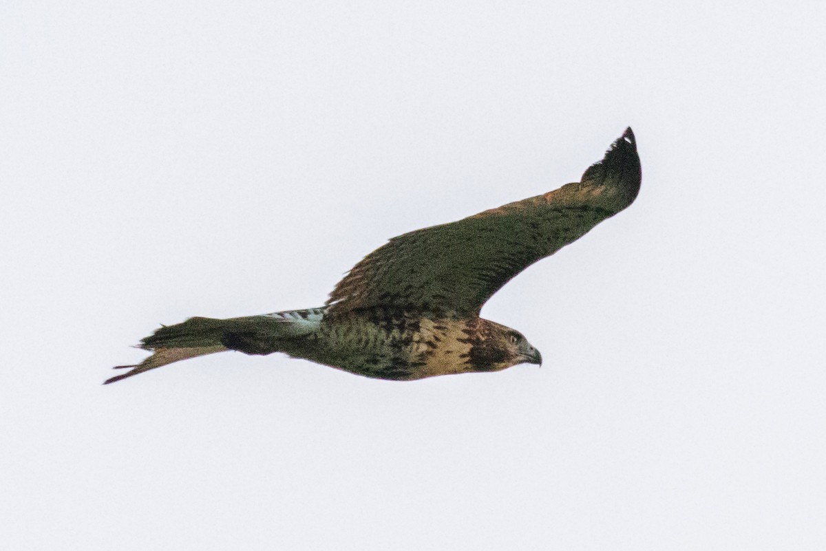 Red-tailed Hawk - ML68765651