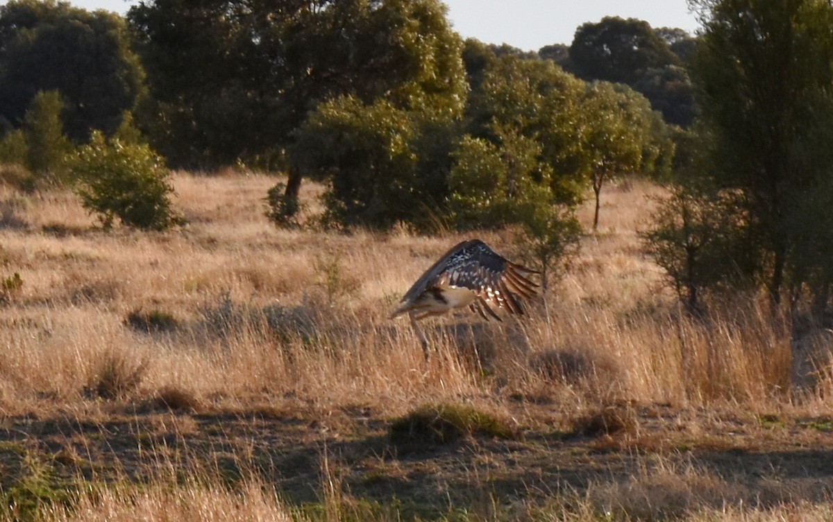 Australian Bustard - ML68766441