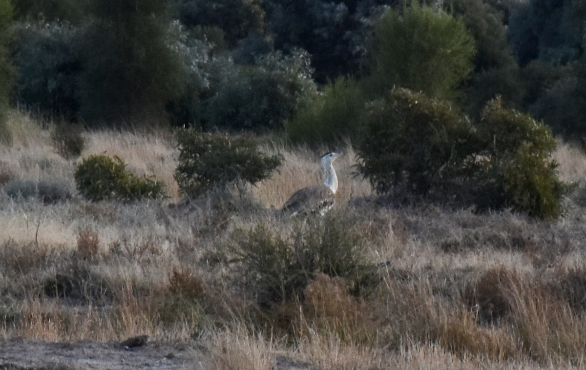 Australian Bustard - ML68766461