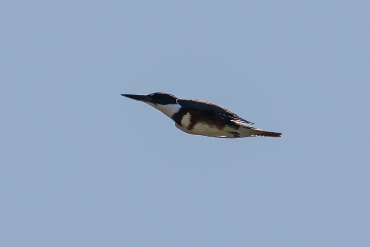 Belted Kingfisher - ML68768121