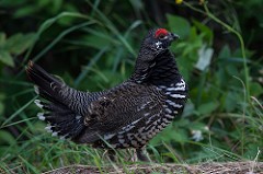 Spruce Grouse - ML68768921