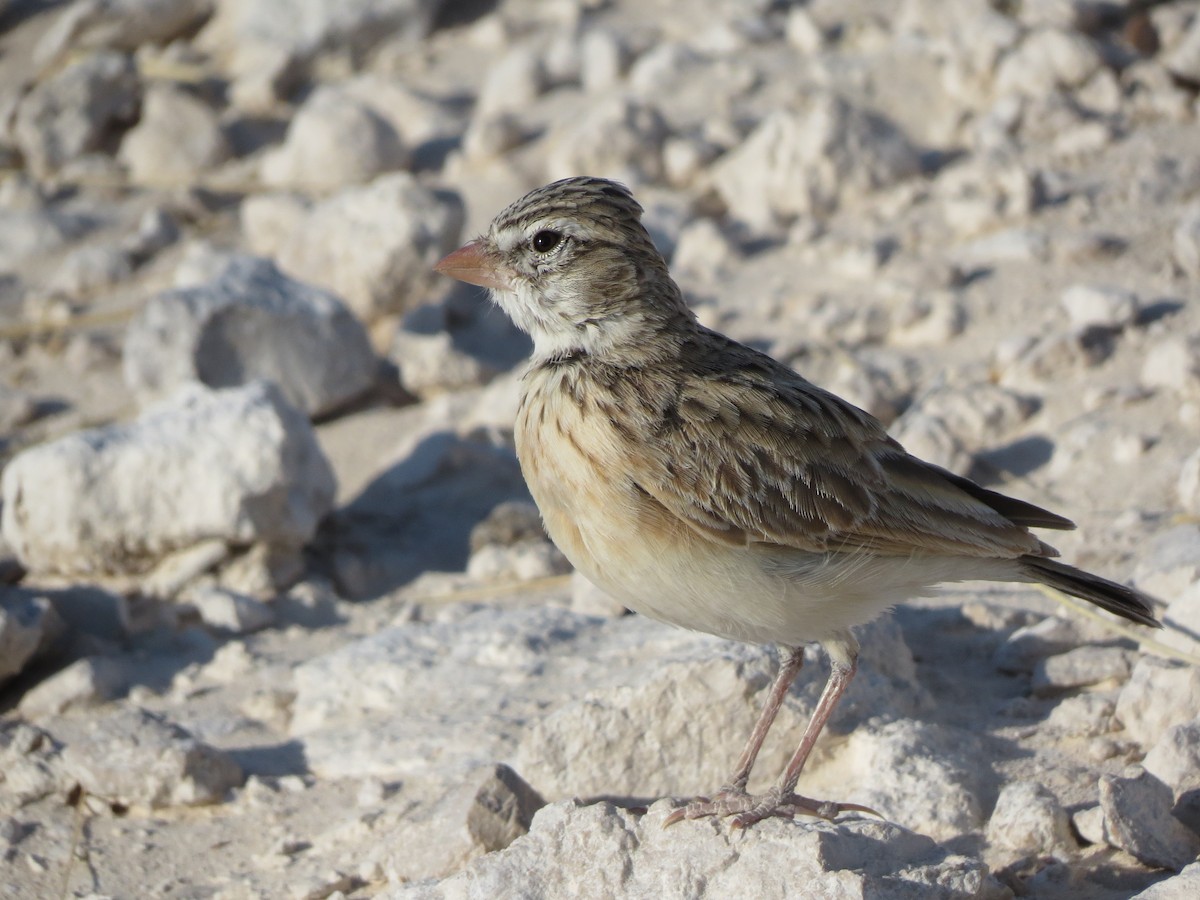 Pink-billed Lark - Billi Krochuk