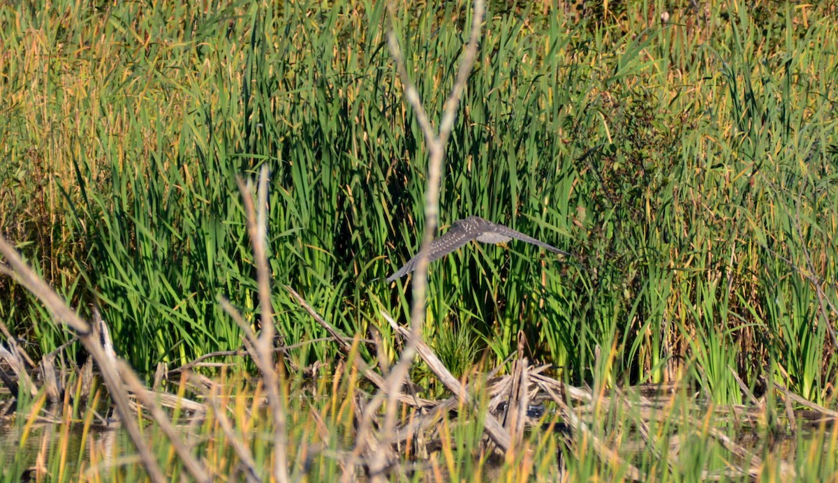 Black-crowned Night Heron - ML68769741