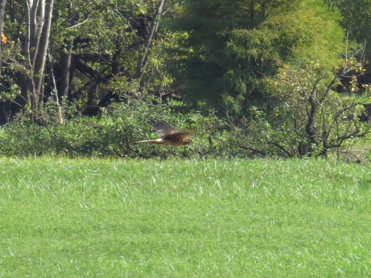 Northern Harrier - ML68770201