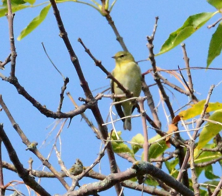 Tennessee Warbler - ML68770361