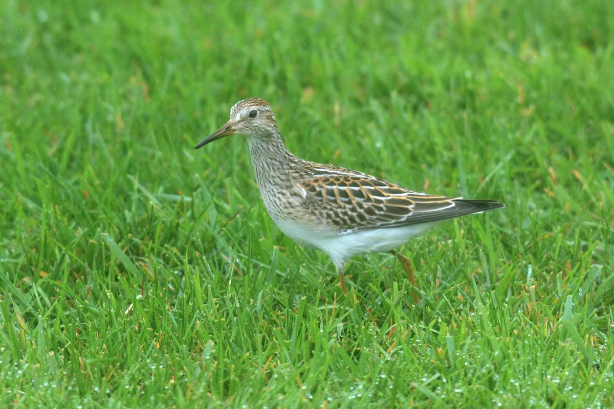 Pectoral Sandpiper - ML68770521