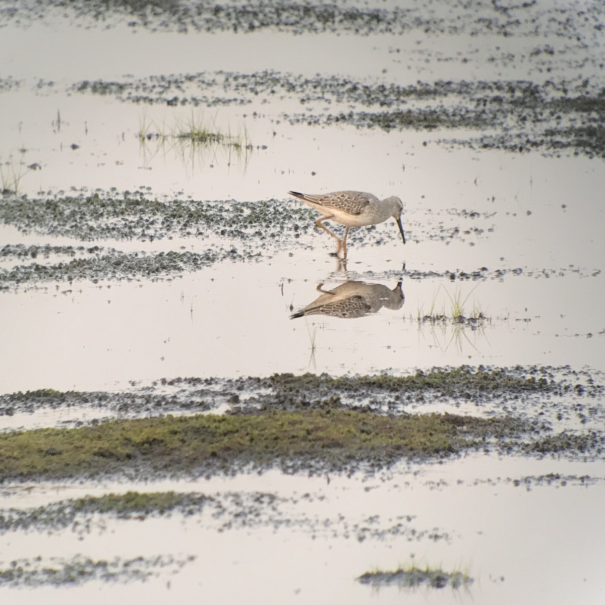 Stilt Sandpiper - ML68771521