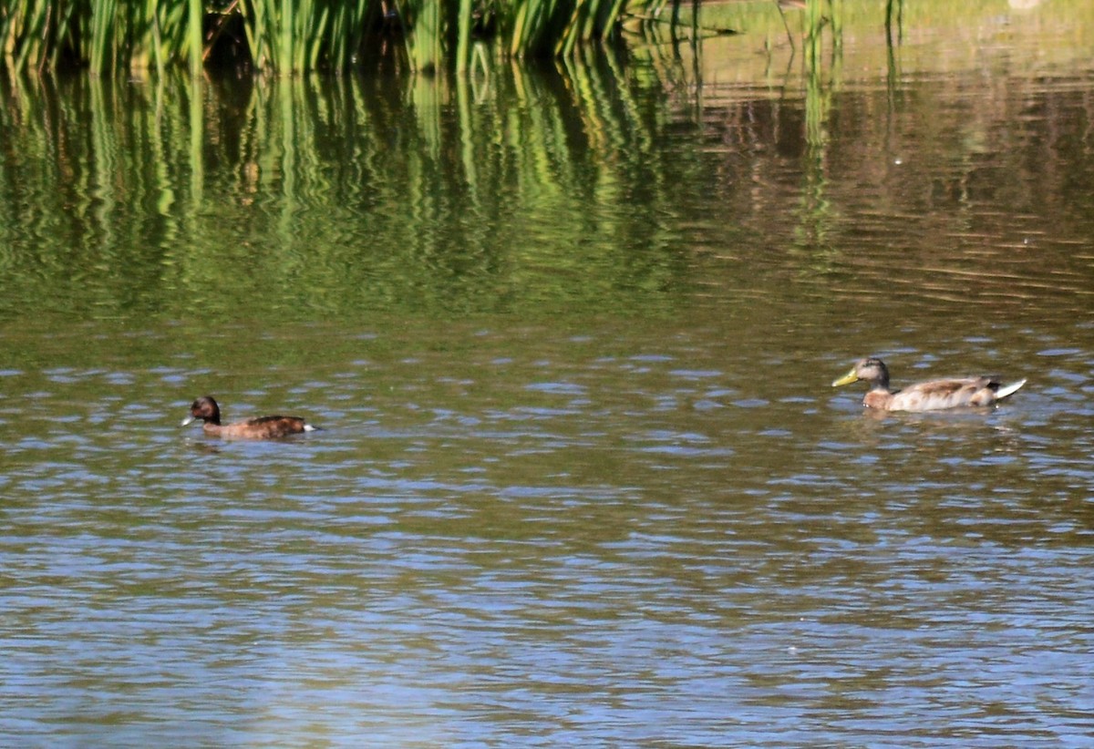 Ferruginous Duck - ML68773071