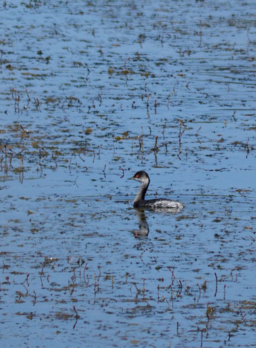 Eared Grebe - ML68773091