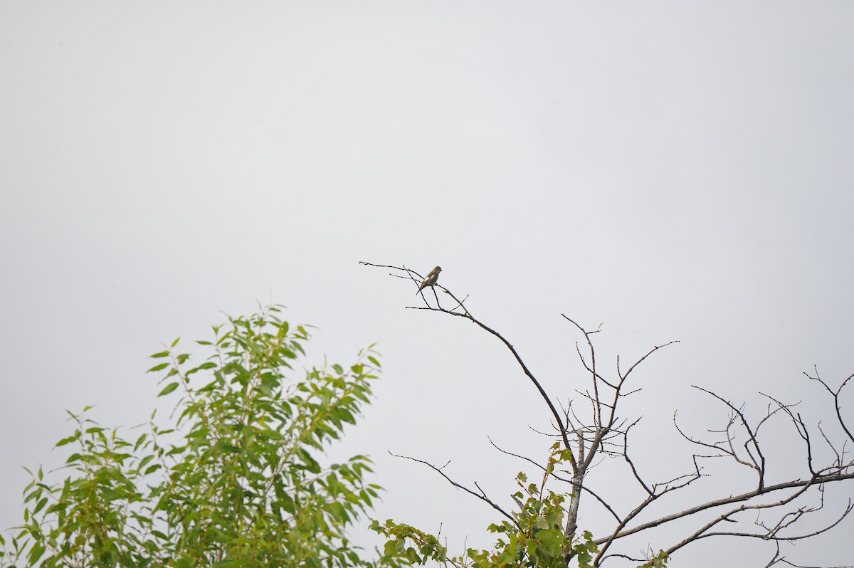 Olive-sided Flycatcher - ML68773351