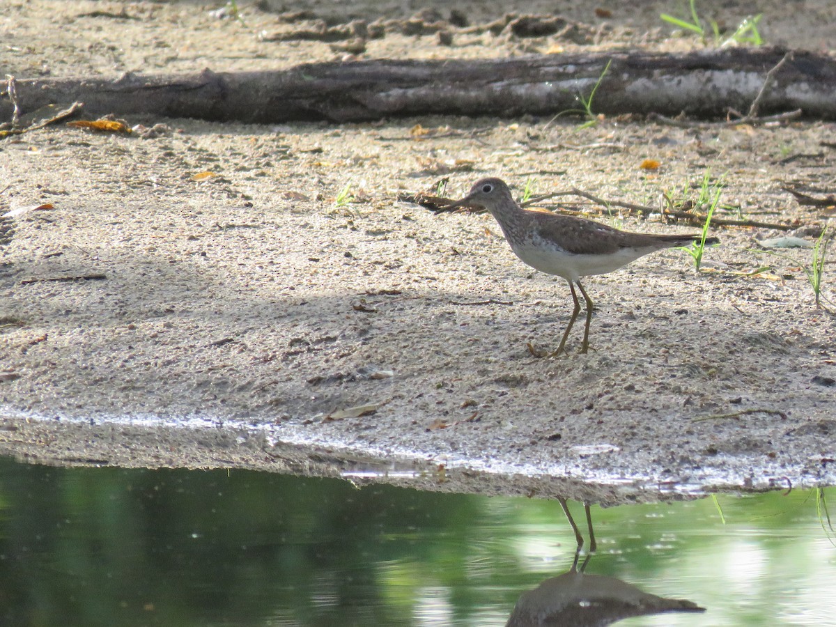 Solitary Sandpiper - ML68773741