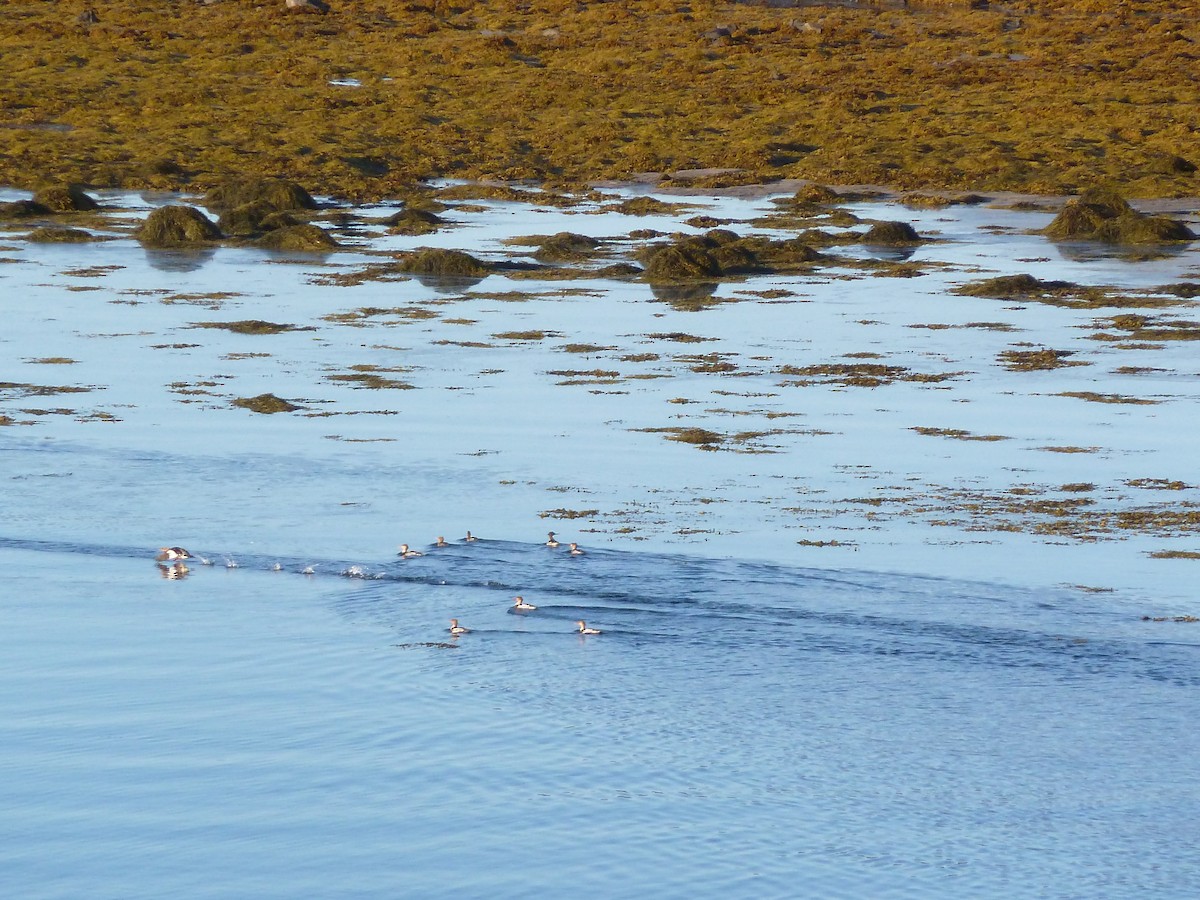 Red-breasted Merganser - ML68774541