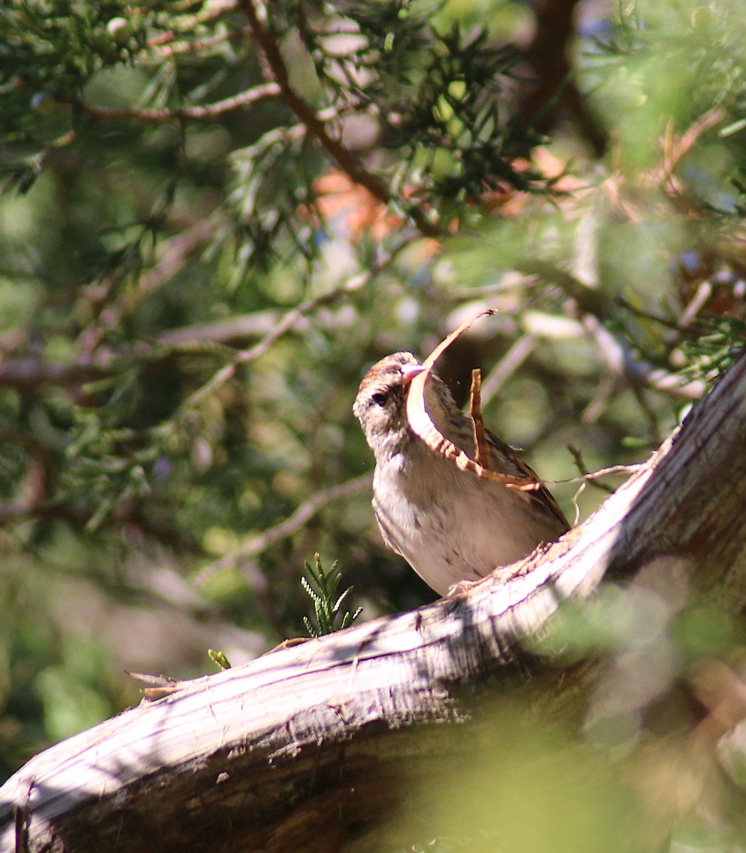 Chipping Sparrow - ML68776411